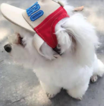 کلاه اسپرت PERRO مخصوص حیوانات خانگی - Image 3