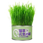 علف گربه ( cat grass ) - Image 3