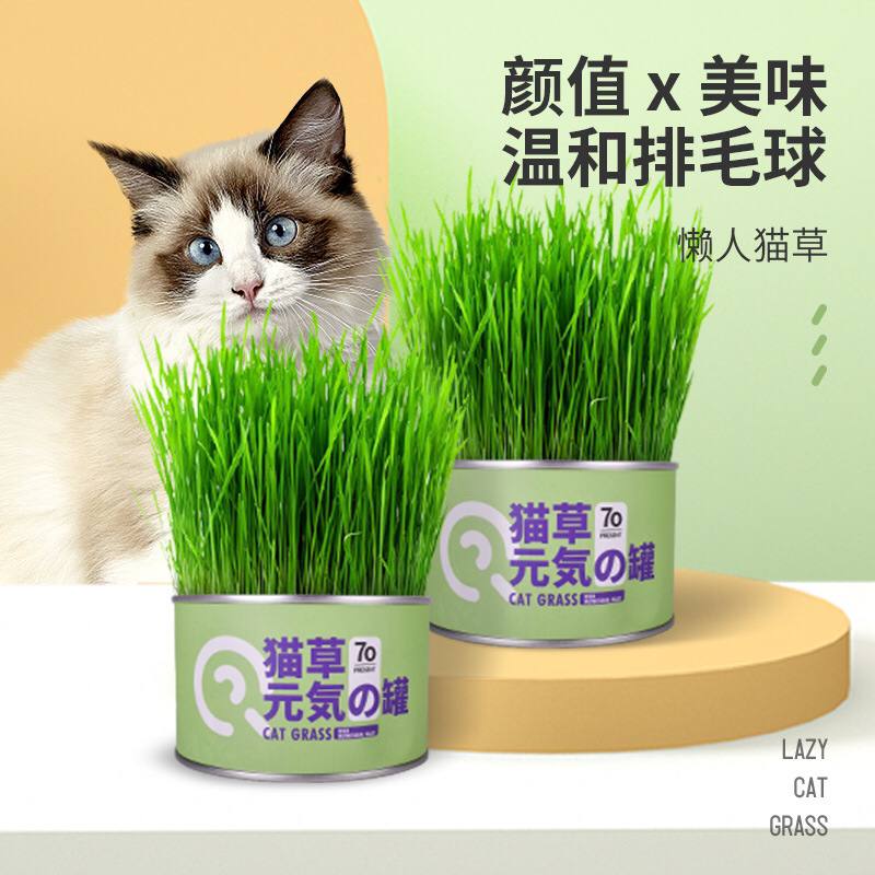 IMG_20230423_155127_733 علف گربه ( cat grass ) - Image 1