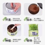 علف گربه ( cat grass ) - Image 4