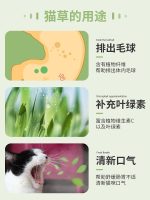 علف گربه ( cat grass ) - Image 2