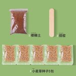 علف گربه ( cat grass ) - Image 5