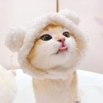 کلاه تدی  puppy & kitten - Image 3