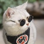عینک آفتابی سگ و گربه برند Lion pet