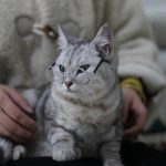 عینک آفتابی سگ و گربه برند Lion pet - Image 4