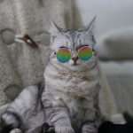 عینک آفتابی سگ و گربه برند Lion pet - Image 5