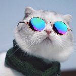 عینک آفتابی سگ و گربه برند Lion pet - Image 2