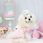 لباس تدی مخصوص سگ و گربه برند petstyle
