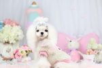 لباس تدی مخصوص سگ و گربه برند petstyle - Image 3