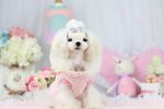لباس تدی مخصوص سگ و گربه برند petstyle - Image 4