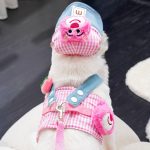 ست قلاده و کلاه مخصوص سگ و گربه طرح دیزنی لند - Image 3