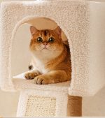 اسکرچر catty land - Image 3