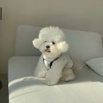 تاپ تابستانه سگ و گربه مدل love bits - Image 2
