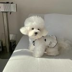 تاپ تابستانه سگ و گربه مدل love bits - Image 3