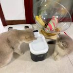 ظرف آبخوری سنسوردار شارژی سگ و گربه - Image 7